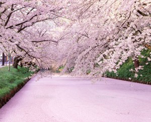 日本一の桜と称される桜と弘前城